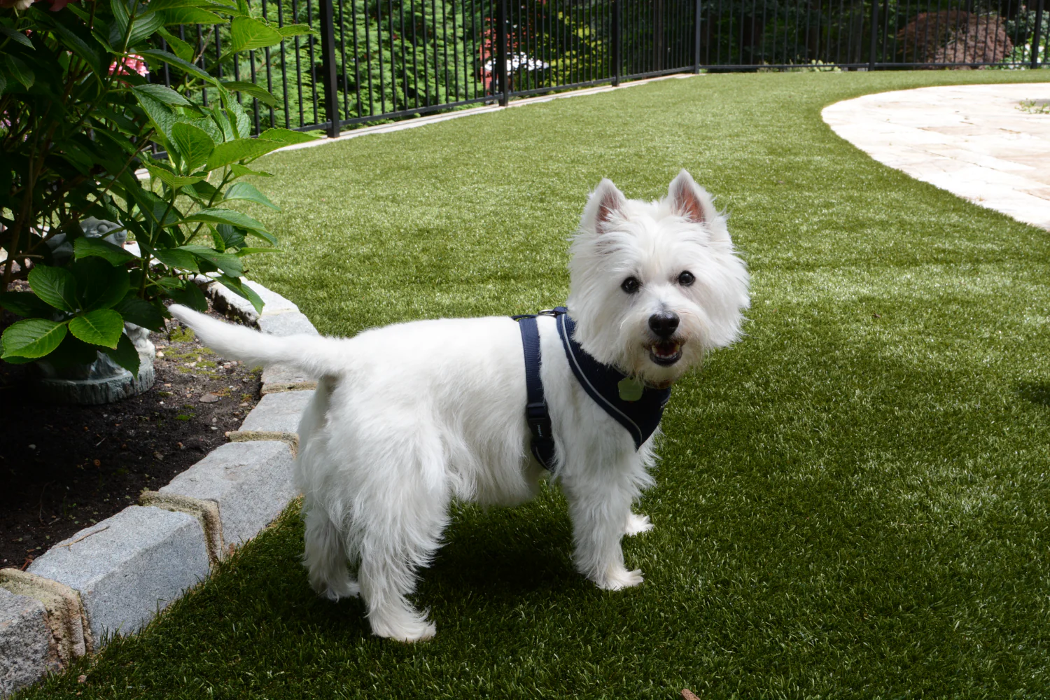 How to Avoid Pet Turf Mistakes